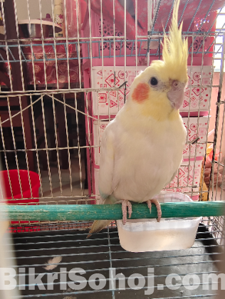 Male Cocatail Lutino